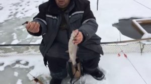 Ловля форели со льда на ,,трупика,, верховку.РК Фишка Липки.