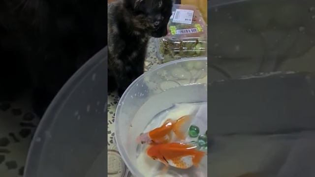My cat want to eat my fish смотреть онлайн