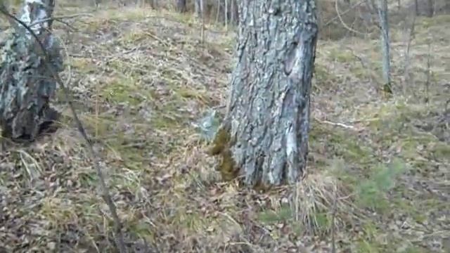 Сибирь. Сбор березового сока смотреть онлайн