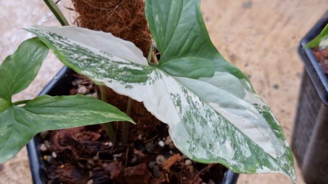 เงินไหลมาด่างขาว 16/08/21 # Garden88