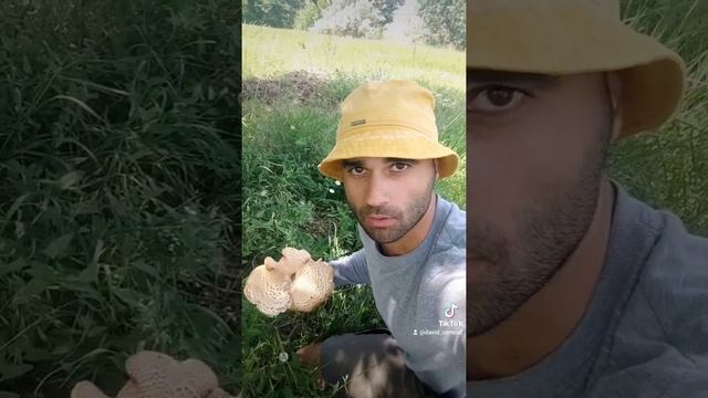 Грибы. Анекдот) смотреть онлайн