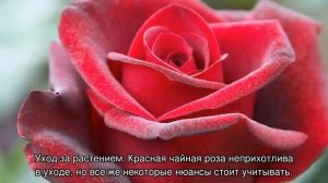 Роза Гранд Гала (Grand Gala) — что это за классический сорт