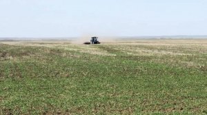 Боронование Озимой! Борона мотыга ПОПОВА!