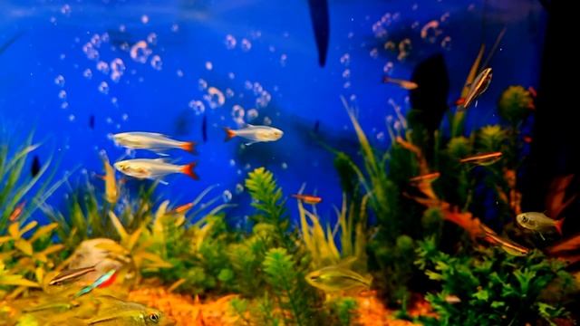 #Aquarium. Стеклянные тетры и др. смотреть онлайн