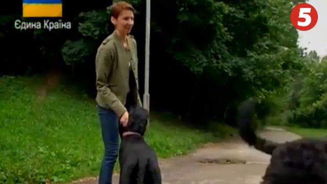 Чорний тер`єр Ветакадемія 03 09 2014 рік смотреть онлайн