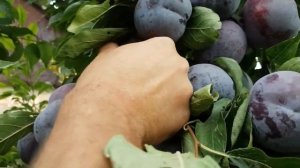 Колоновидные сливы Ростов-на-Дону | Dulce Gardens