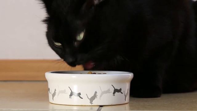 What Does Black Cat Mean In A Dream? Dreams About Black Cat смотреть онлайн