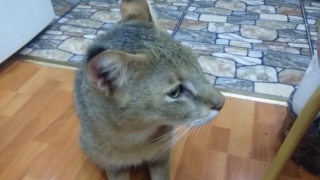 Камышовый кот дома