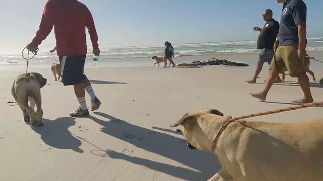 South African Boerboel Pack walk. (Nala 7month) смотреть онлайн