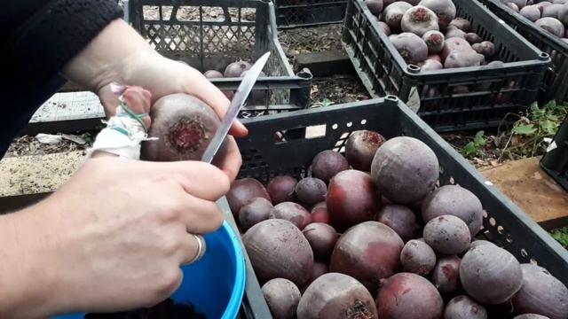 Свёкла! Важное ☝️😉 смотреть онлайн