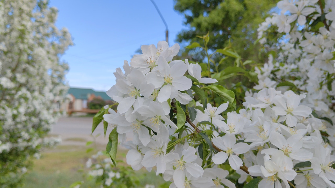 Цветущий май 🌼 смотреть онлайн