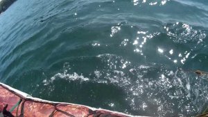 Рыбалка сетями на море | Поимка морских чудовищ |