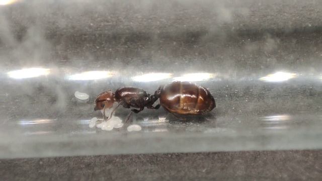 МАЛЫШ кремотоГАНГСТЕР, Crematogaster Scutellaris