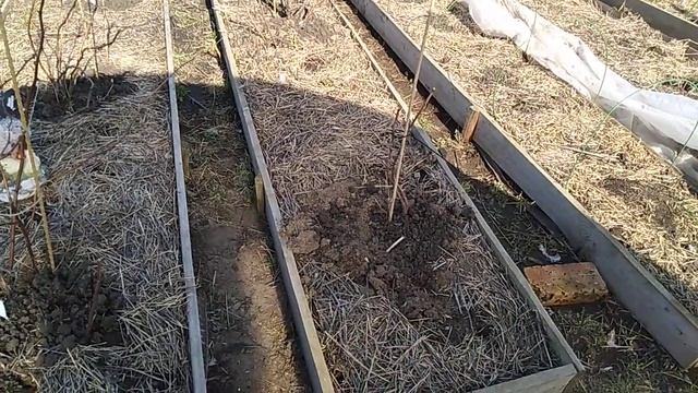 Клубника//Малина//Кормление//Мульча//Ягодный Огород смотреть онлайн