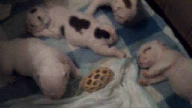 малютки щеночки няшки милашки # смотреть онлайн