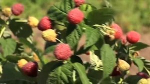 Правильная обрезка малины осенью. Когда и как обрезать малину?