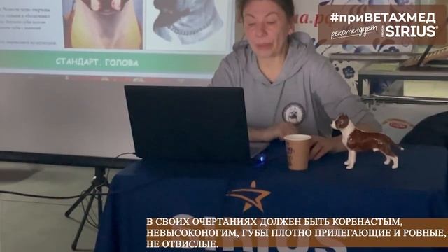 Американский стаффордшир терьер. Лекция // #ПриВЕТАхмед смотреть онлайн