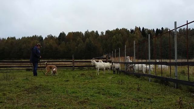 Алешка знакомится с козами смотреть онлайн