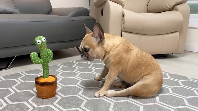 Singing French Bulldogs Funny Reaction To Talking Toy **TOO FUNNY смотреть онлайн