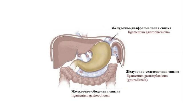 Брюшина. Cтроение человека смотреть онлайн