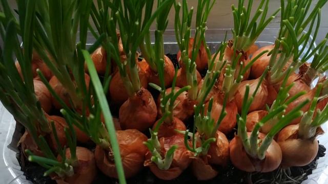 Рецепты сезона