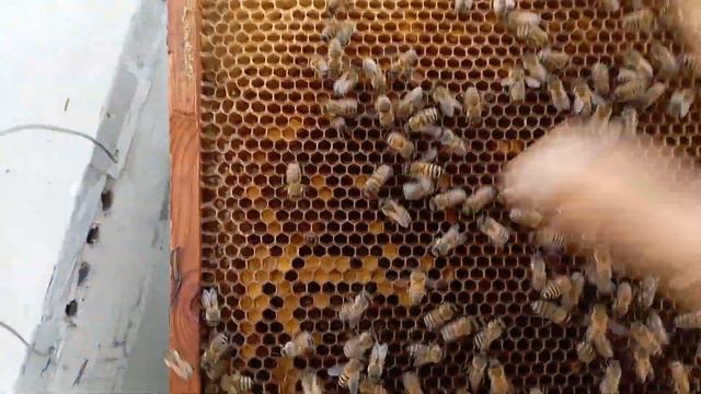 Очень быстрый способ дать маточники