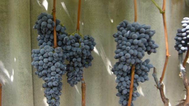 Виноград кишмиш Юпитер (Jupiter) смотреть онлайн