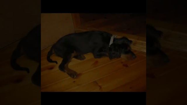 Щенок. История шотландского сеттера #Ларс. 12 июля 2011 года. смотреть онлайн