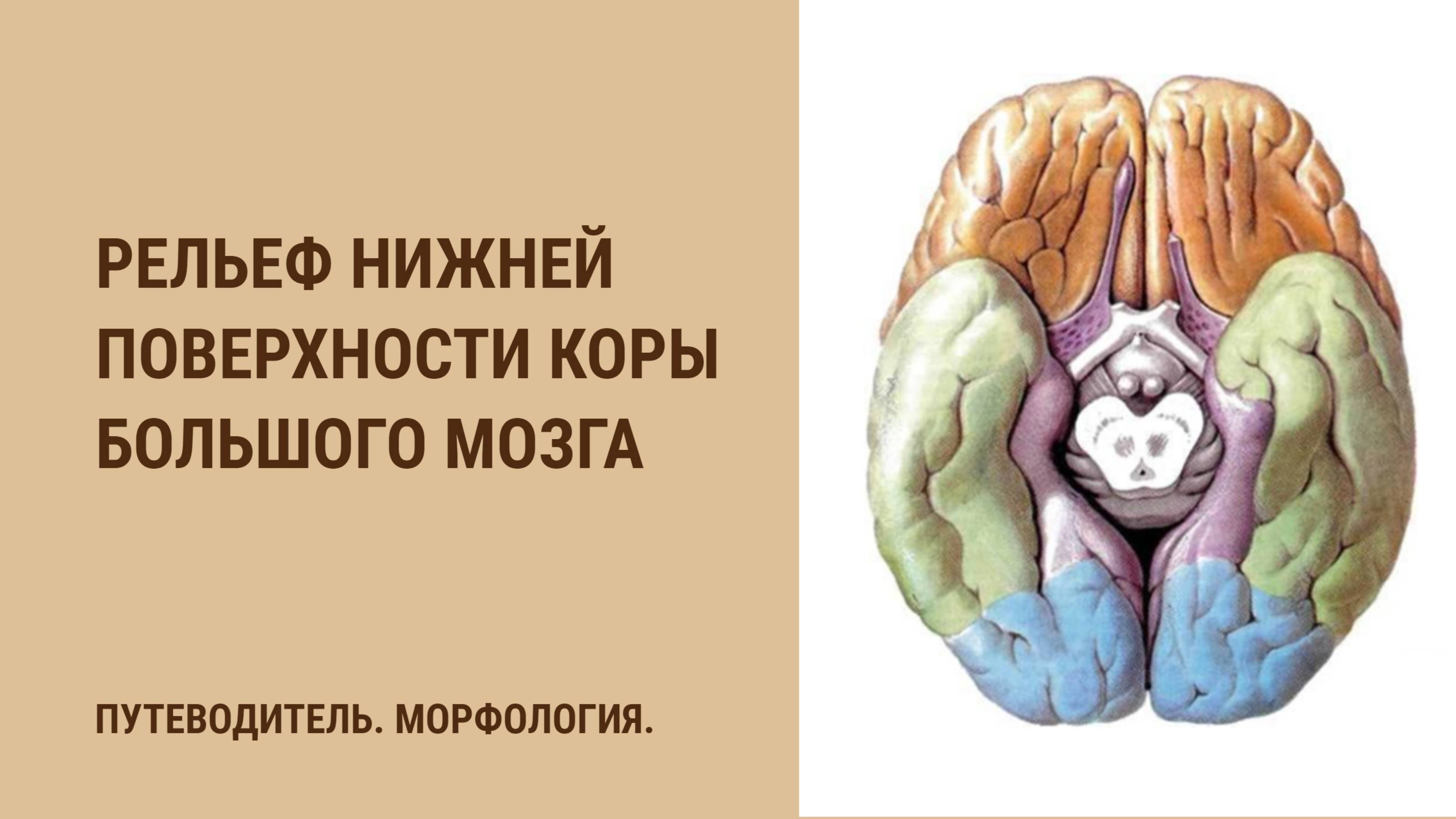 Рельеф нижней поверхности коры большого мозга смотреть онлайн