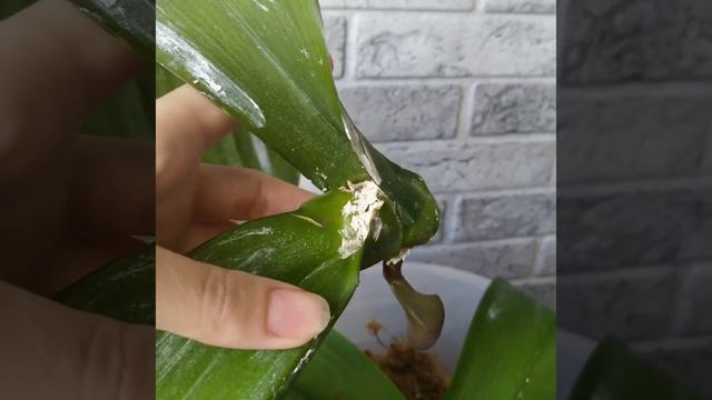 Размножение орхидей. Восстановление после гнили. смотреть онлайн