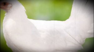 Как отличить старую курицу от молодки способы определения молодой курицы