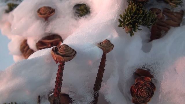 фестивальный ТАСКЫЛ смотреть онлайн