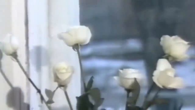 Смысл песни БЕЛЫЕ РОЗЫ,ЛАСКОВЫЙ МАЙ смотреть онлайн