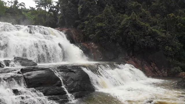 "SINHARAJA FOREST" SRI LANKA смотреть онлайн
