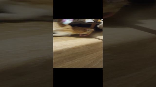 Мася играет любимой резинкой )