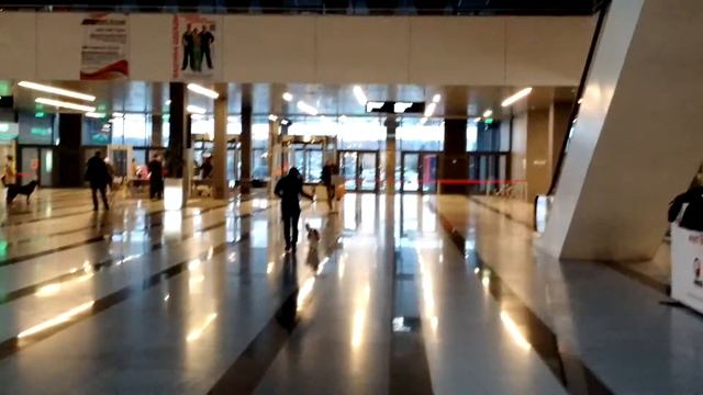 Кавалер Шерлок. Тренируемся перед выставкой