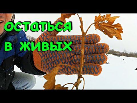 Украинская смородина, голубика, ежевика после русской зимы. смотреть онлайн