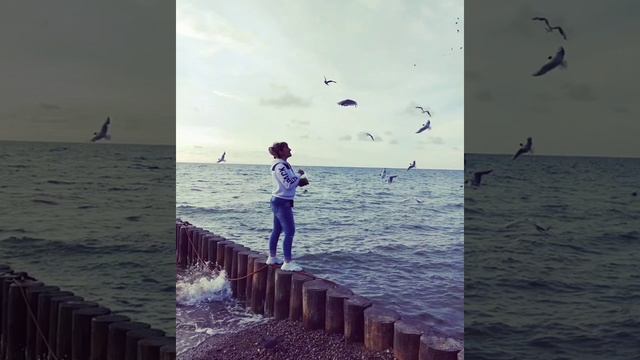 Чайки на берегу моря ... смотреть онлайн