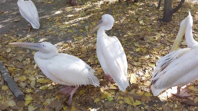 Кишинёвский зоопарк, прошла мимо и не заметила таких красавцев. смотреть онлайн