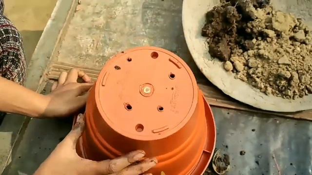 How to repot root bound CROTON (English) смотреть онлайн