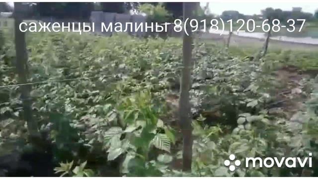 Саженцы малины смотреть онлайн
