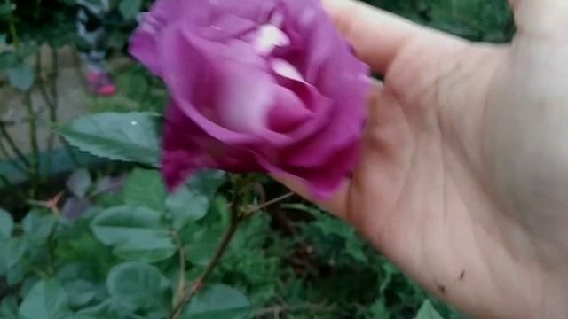 Vlog-62 Розы от Топалович? Алхимист?химозные сорта?? смотреть онлайн