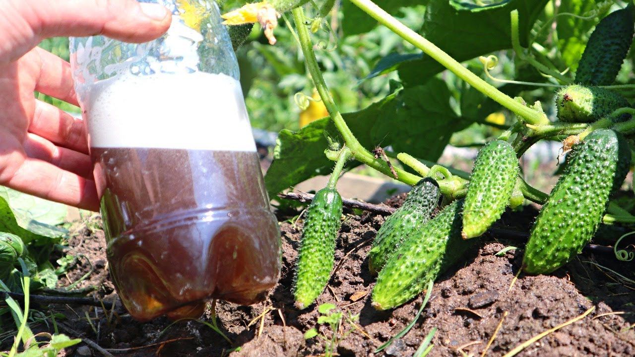 У тебя будет много огурцов когда ты сделаешь такую подкормку.... смотреть онлайн