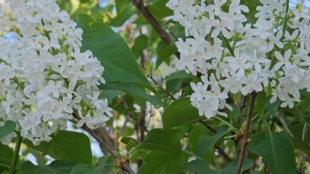 White Lilac - Syringa Vulgaris смотреть онлайн