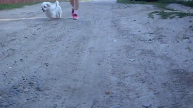 DOG VLOG: ПРОГУЛКА ГЛАЗАМИ ЩЕНКА!🐶 | Pet Life смотреть онлайн
