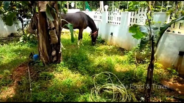 My horse 🐎 ride EP 02 смотреть онлайн