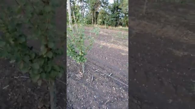 Сад черешни в августе. смотреть онлайн