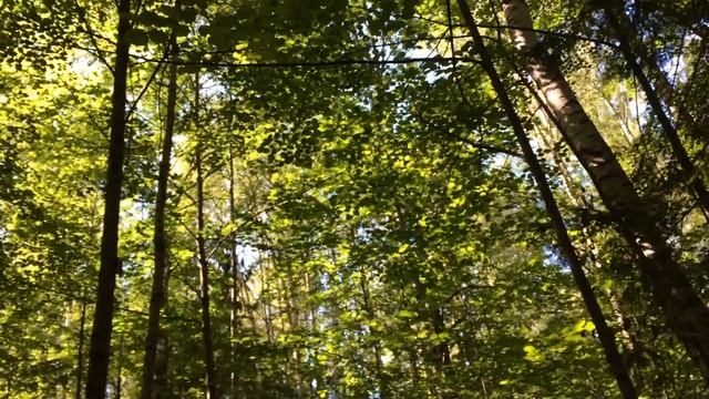 Прогулка по летнему лесу / Природа России смотреть онлайн