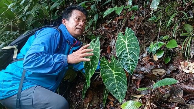 Alocasia Watsoniana Di Habitat Aslinya