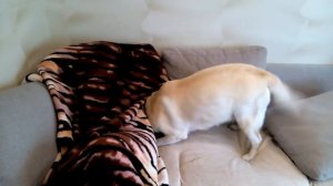 Бесстрашный лабрадор Мисси